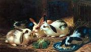 unknow artist Rabbits 116 oil painting reproduction